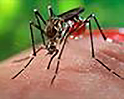 Rischio diffusione del virus Zika attraverso l’autotrasporto.