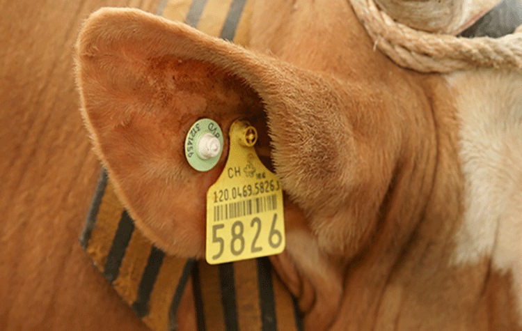 Radio frequenze, i tanti utilizzi della tecnologia nell’agricoltura