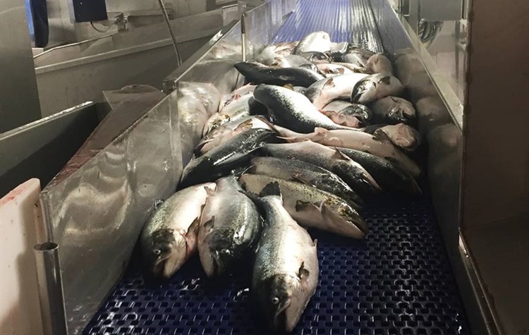 Interroll acquisisce la propria agenzia di vendita e service in Islanda