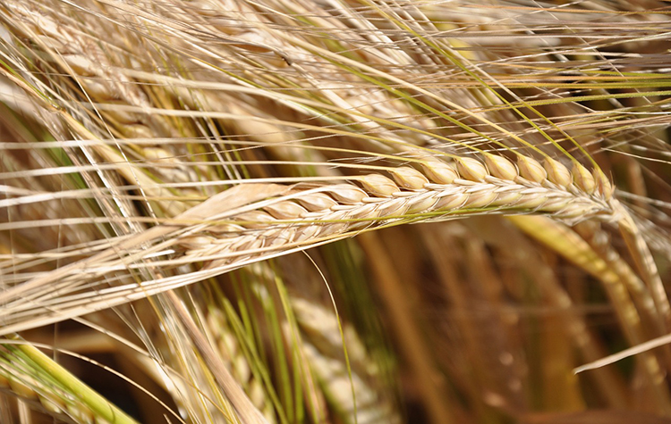 Presentato il progetto di “Convase” per tracciare i trasporti dei cereali italiani